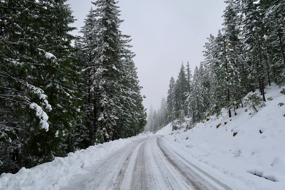 estrada revestida por neve cercada por árvores