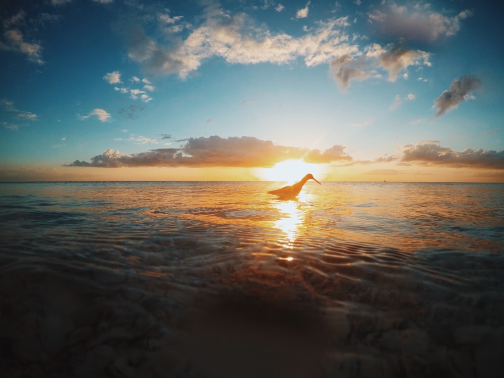 bird on body of water during daytime