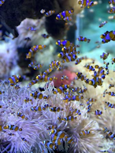 school of clown fish