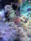 school of clown fish