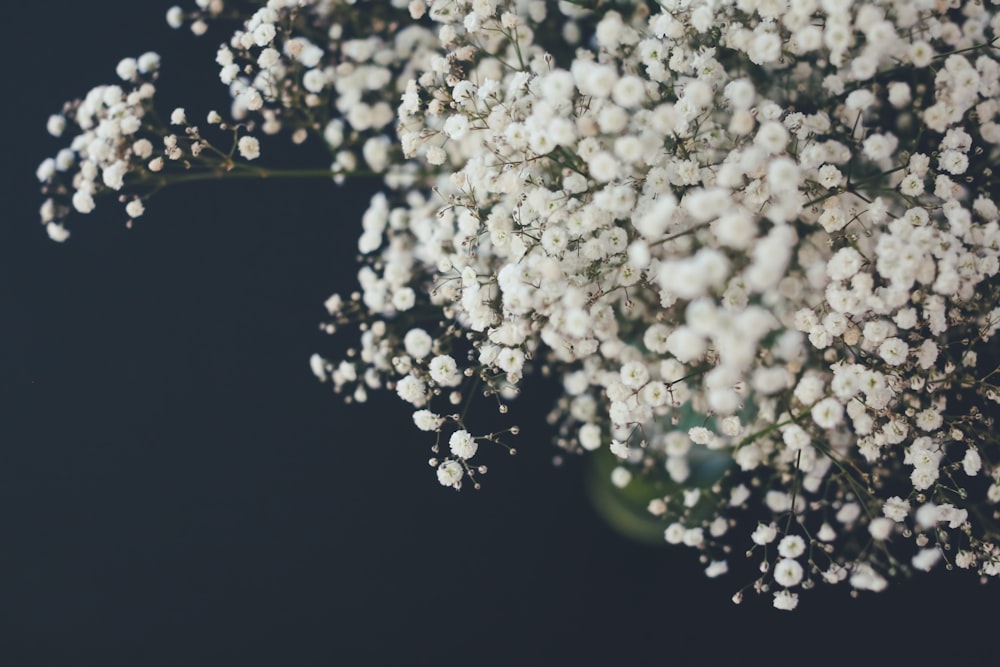 Fotografía de enfoque superficial de flores blancas