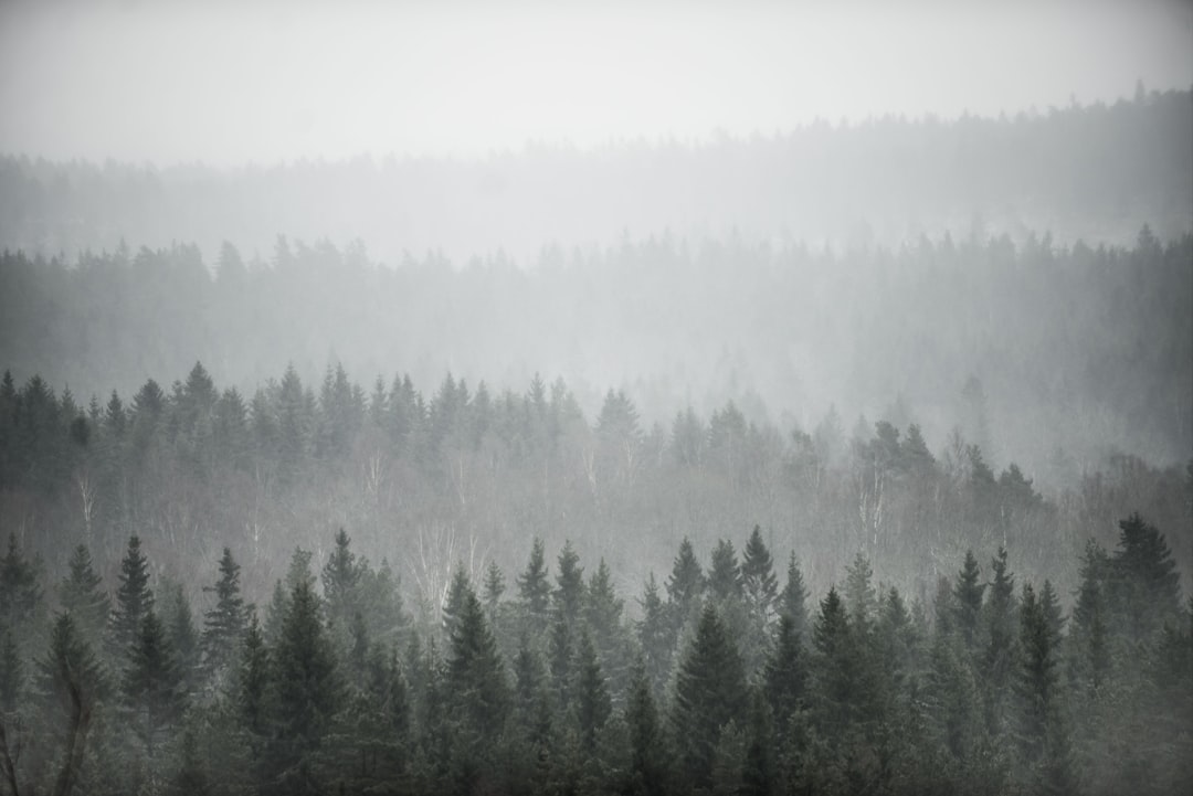 travelers stories about Forest in Halevattnet, Sweden