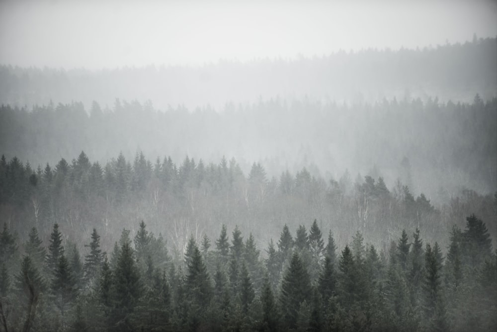 fog covered trees