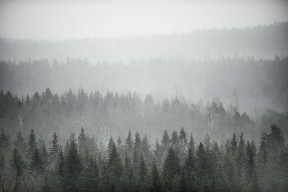 alberi coperti di nebbia