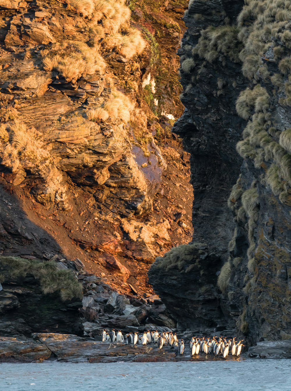 penguins gathering between rock formations