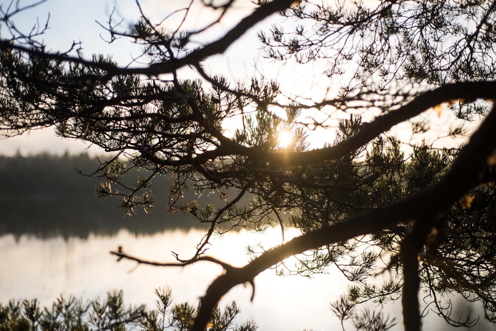 green leafed tree near body of water during sunset