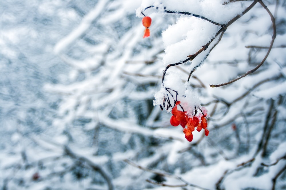red flowers covered by snow