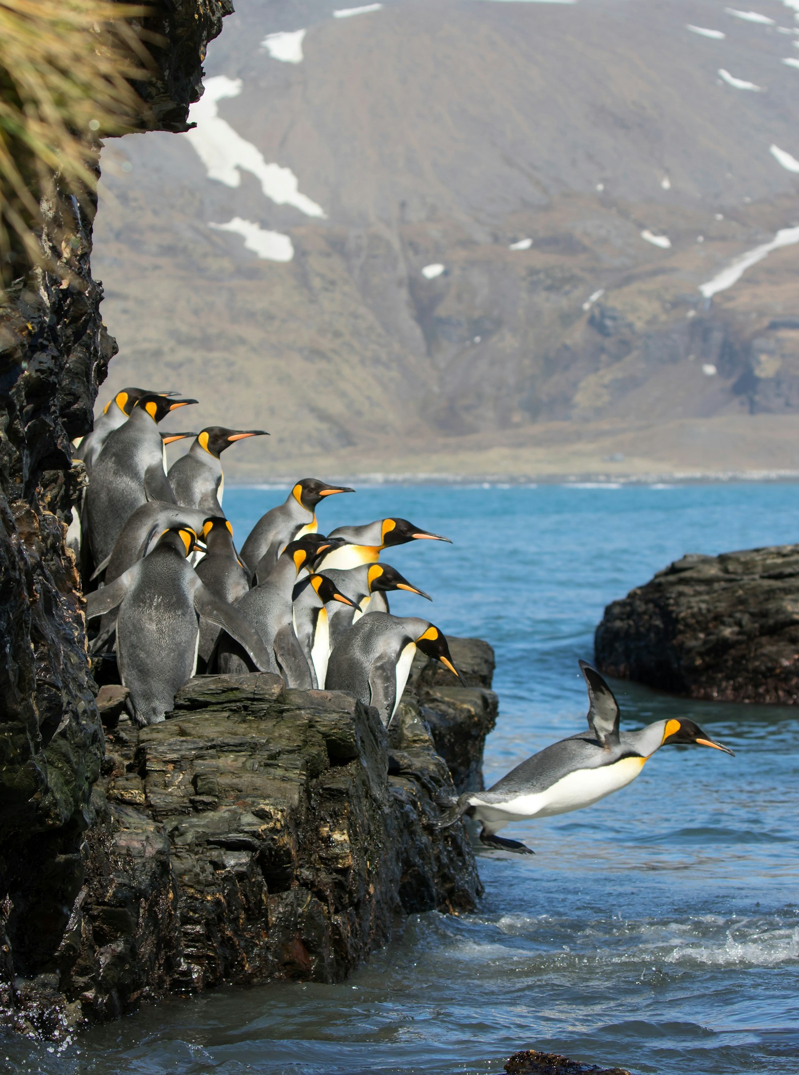 Canon EOS 7D Mark II + Canon EF 100-400mm F4.5-5.6L IS II USM sample photo. Penguins standing on rock photography