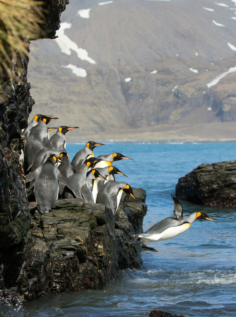 penguins standing on rock formation