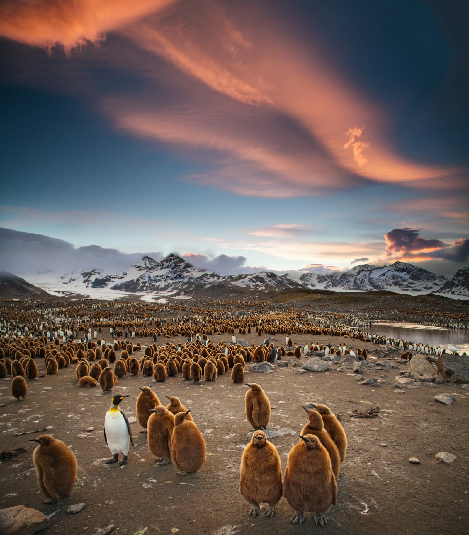 Canon EOS 5D Mark IV + Canon EF 24-105mm F4L IS USM sample photo. Flock of penguins photography