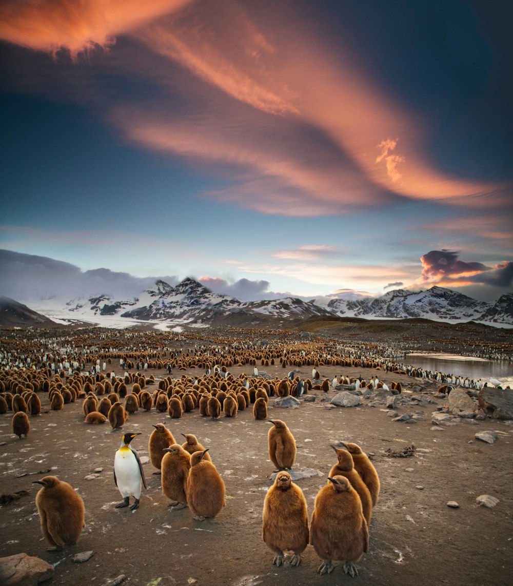 bandada de pingüinos