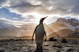 A penguin stands prominently in the foreground with its silhouette illuminated by the sun setting behind snow-capped mountains. The sky is filled with dramatic clouds, and the ground is covered in dark, rocky terrain.