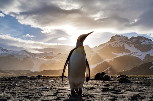 A penguin stands prominently in the foreground with its silhouette illuminated by the sun setting behind snow-capped mountains. The sky is filled with dramatic clouds, and the ground is covered in dark, rocky terrain.
