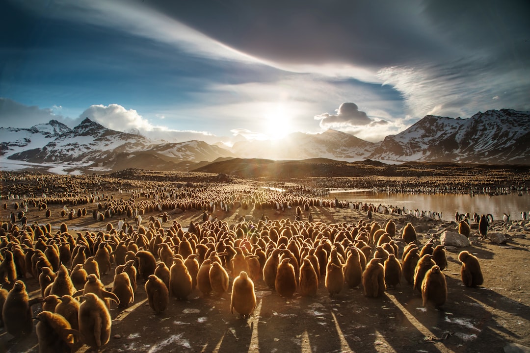 group of penguins near mountain under gray clouds during daytime