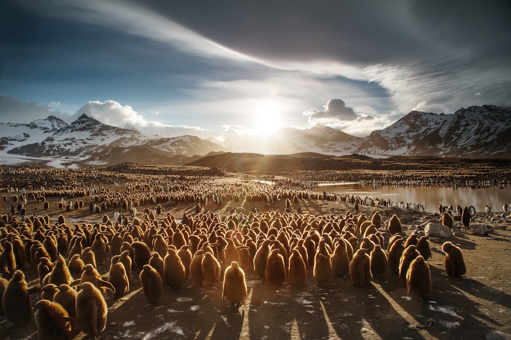 group of penguins near mountain under gray clouds during daytime