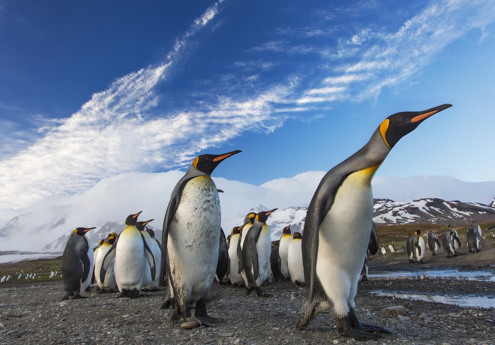 grupo de pinguins