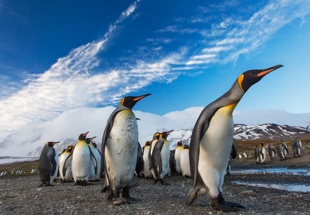 group of penguin