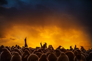 Conservation Success Stories: How Dedicated Efforts Are Saving Penguin Populations