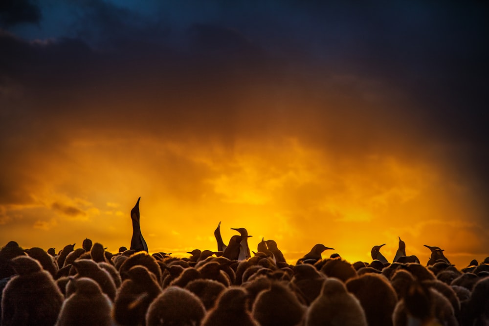 silhouette photography of group of