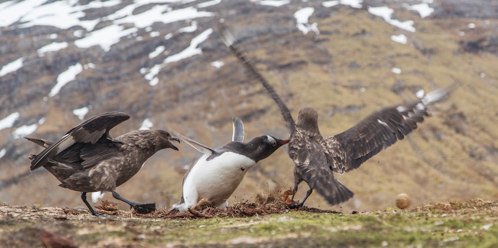 a group of birds standing on top of a grass covered field