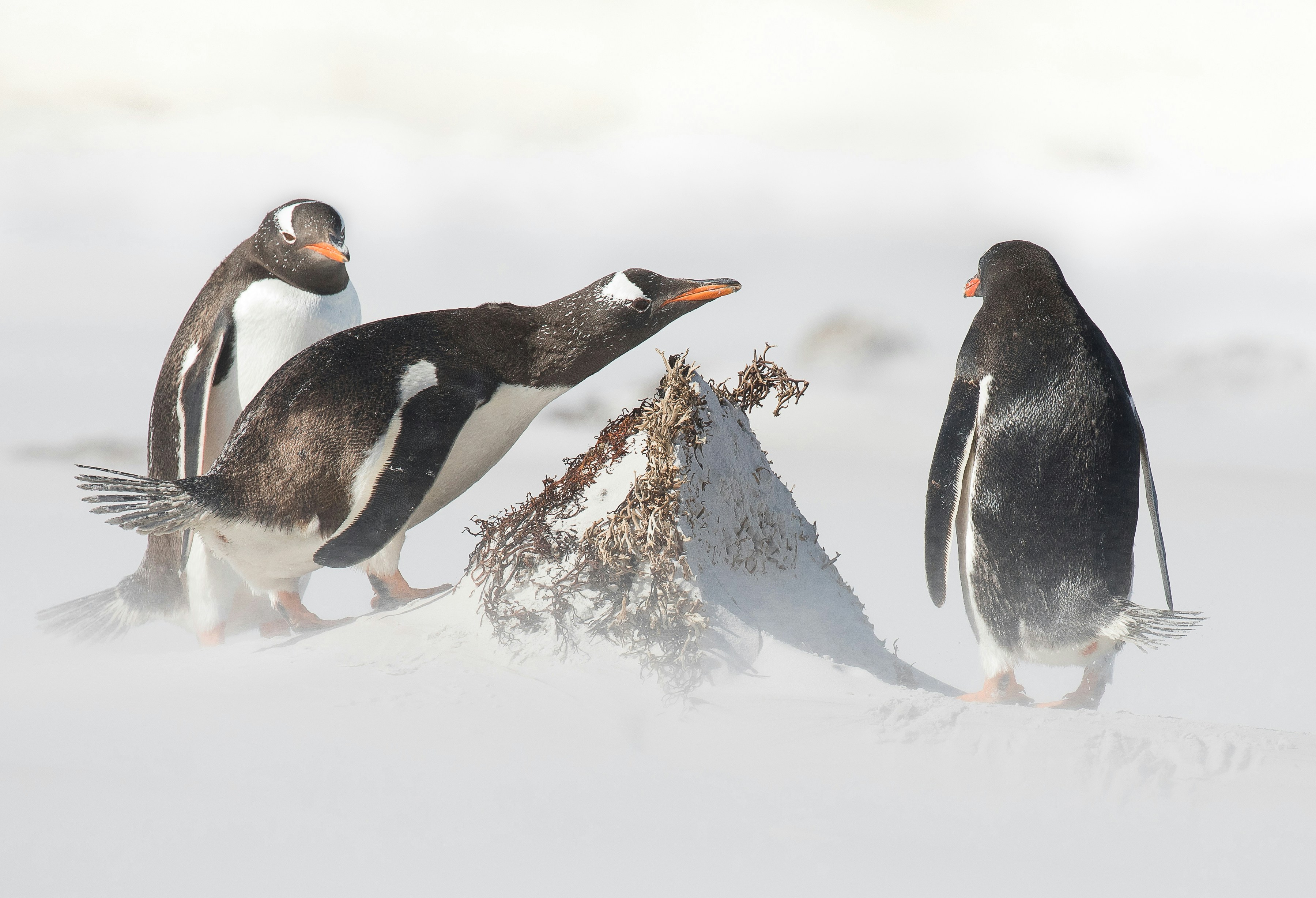 three white-and-black penguiins