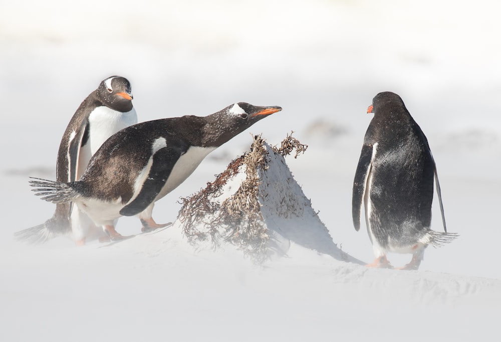 three white-and-black penguiins