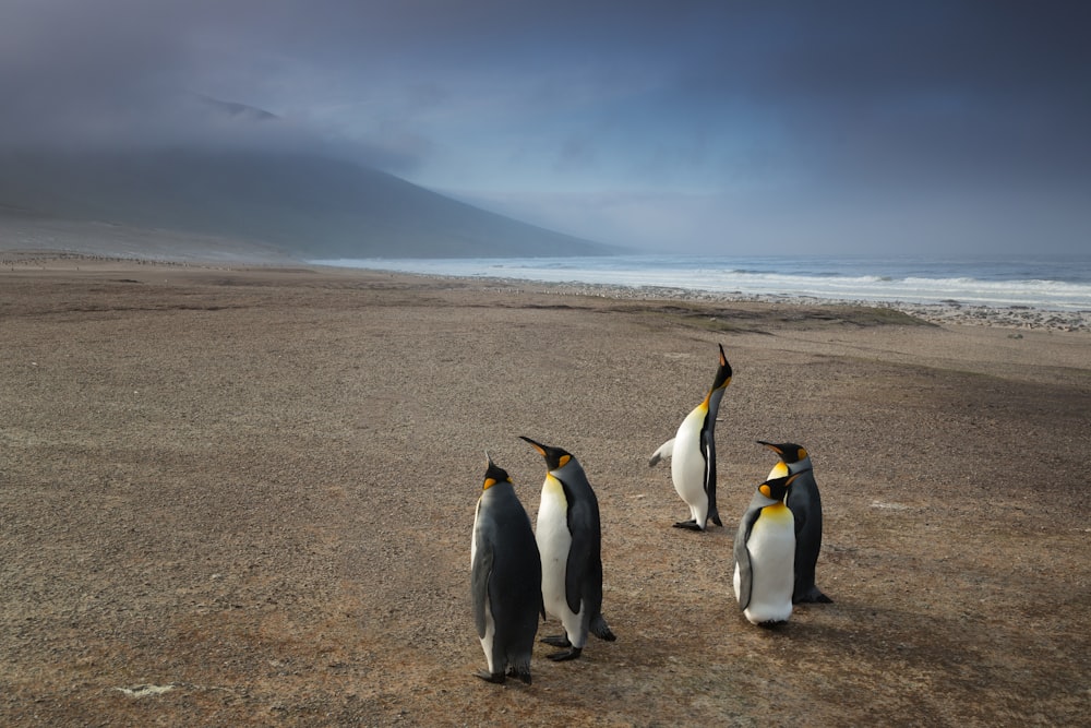 水域近くの茶色の砂の上に5羽のペンギンの写真