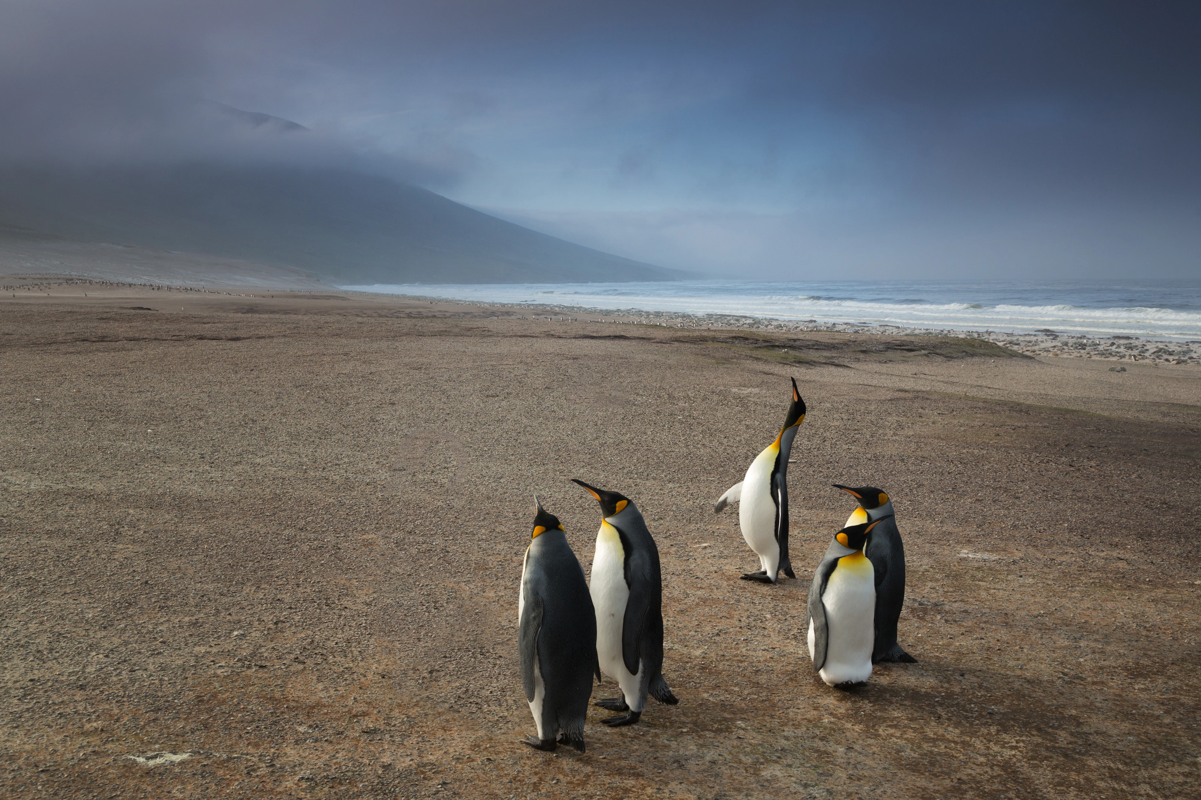 Falkland Islands landscape