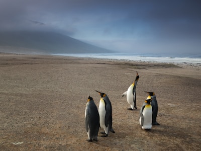Falkland Adaları