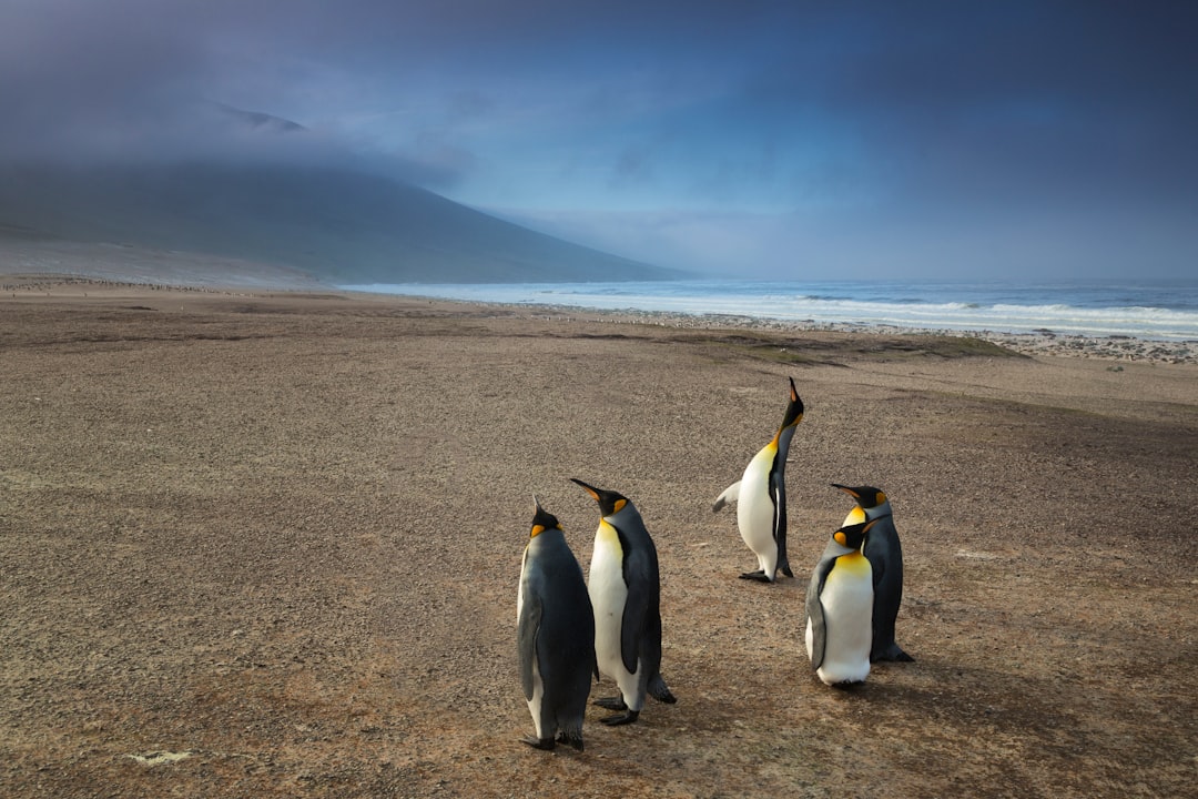 five penguins on brown sand near body of water photo