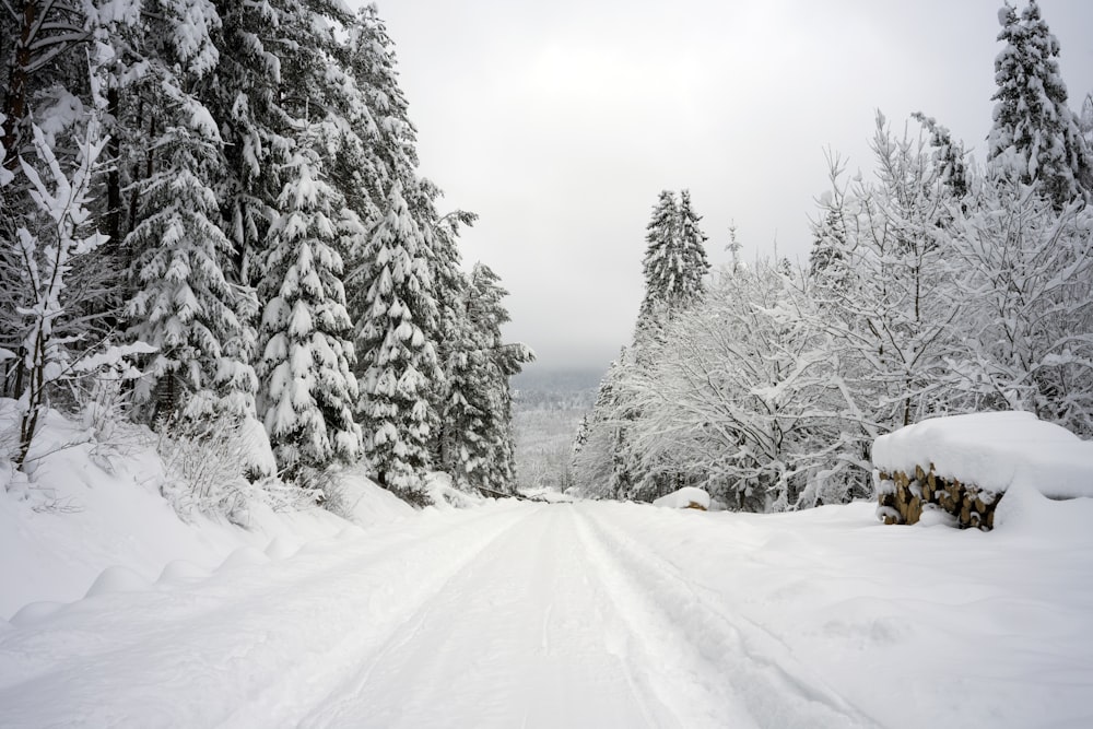 pine trees covered in snow