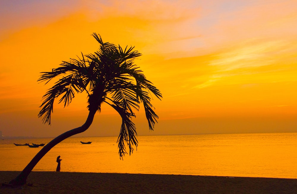 silhouette d’arbres au coucher du soleil