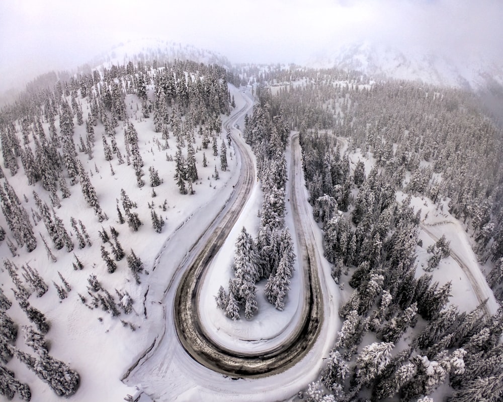 aerial view of forest during winter