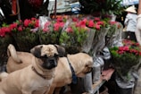Two small dogs are standing in front of a display of wrapped red roses and green plants. A market setting is visible with people and other items in the background. The scene appears lively and colorful.