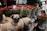 Two small dogs are standing in front of a display of wrapped red roses and green plants. A market setting is visible with people and other items in the background. The scene appears lively and colorful.