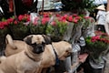 Two small dogs are standing in front of a display of wrapped red roses and green plants. A market setting is visible with people and other items in the background. The scene appears lively and colorful.