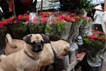 Two small dogs are standing in front of a display of wrapped red roses and green plants. A market setting is visible with people and other items in the background. The scene appears lively and colorful.