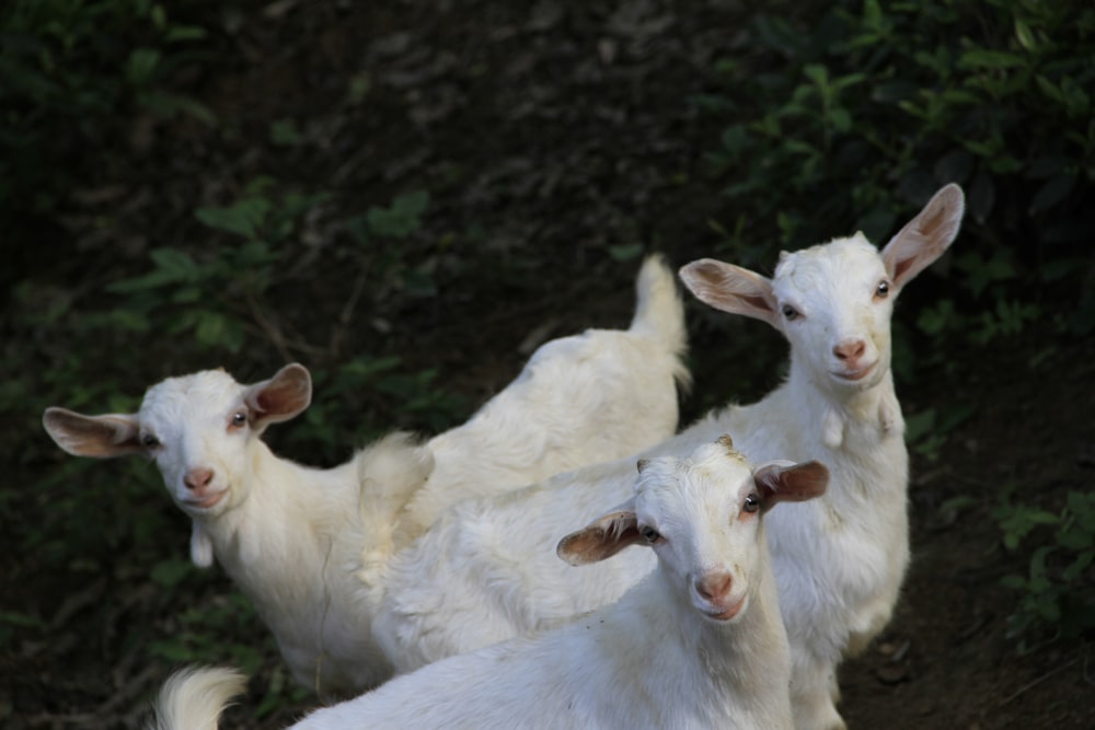 three white goat standing between green grass