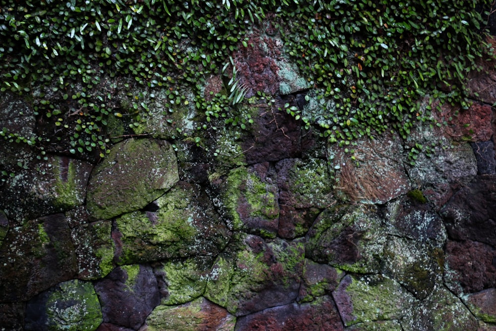 a stone wall covered in lots of green moss