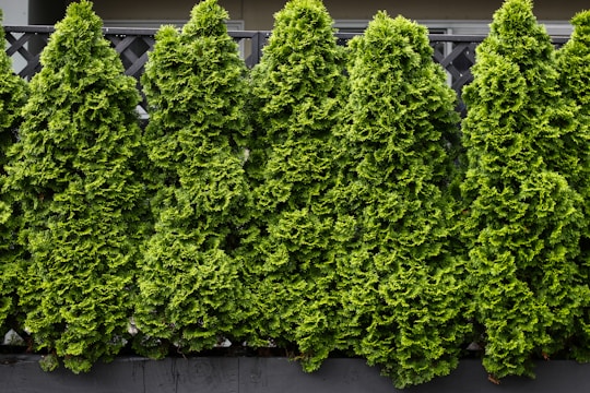 A row of neatly aligned evergreen conifer trees with dense, vibrant green foliage.