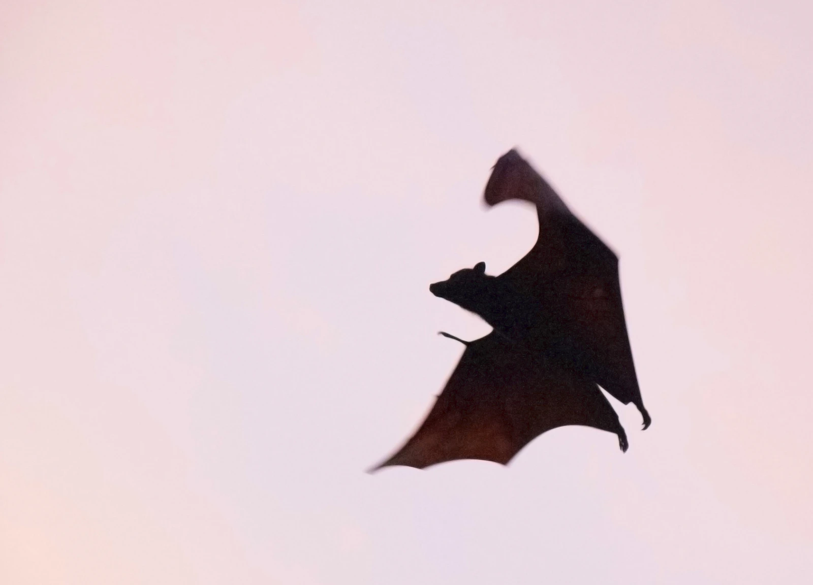 A Bat Boards a Scottish Commuter Train, and Chaos Ensues