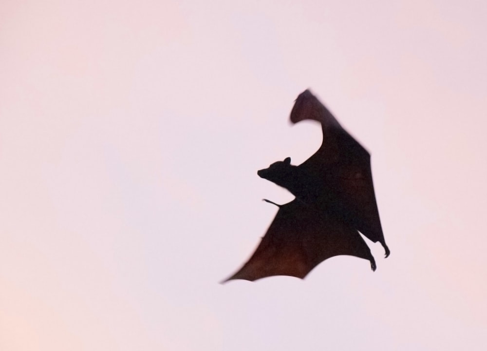 murciélago marrón volando