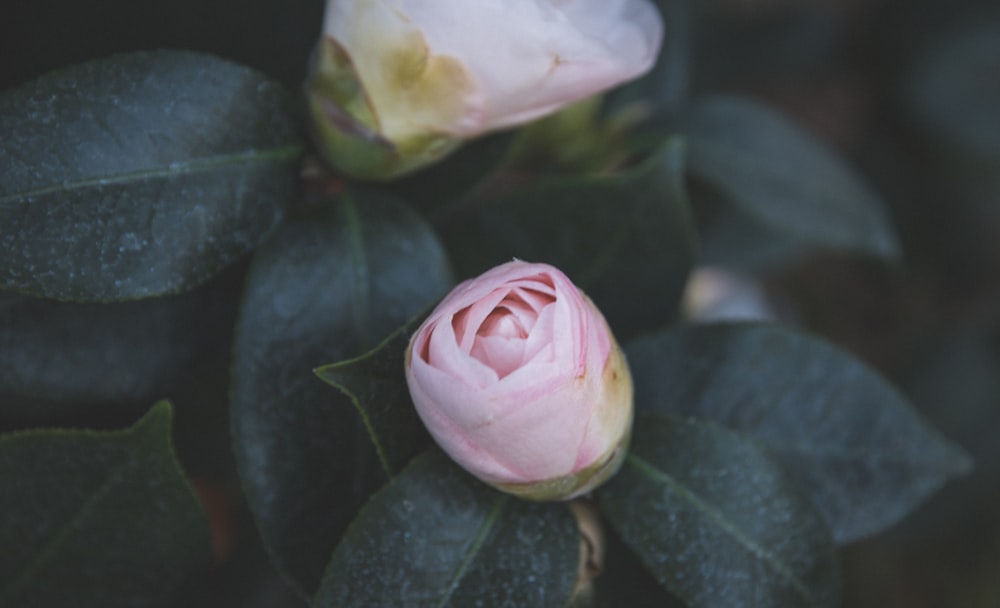 매크로 렌즈의 분홍색과 흰색 꽃