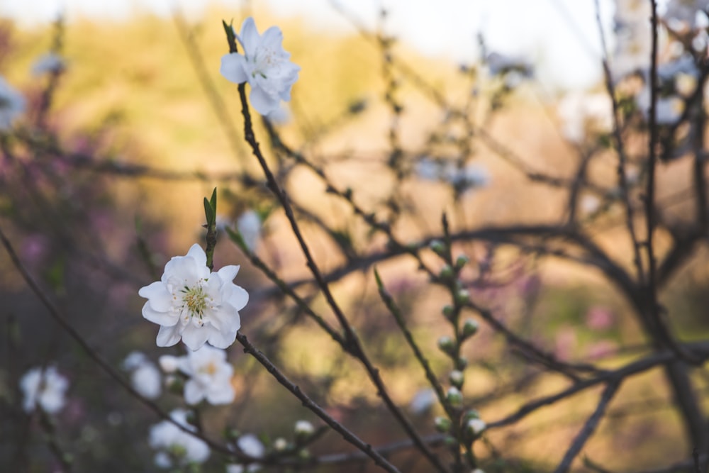 white cherry blossom in close up photography