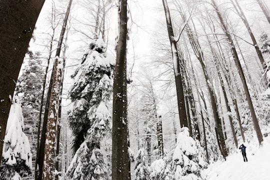 trees covered in snow in Medvednica Croatia