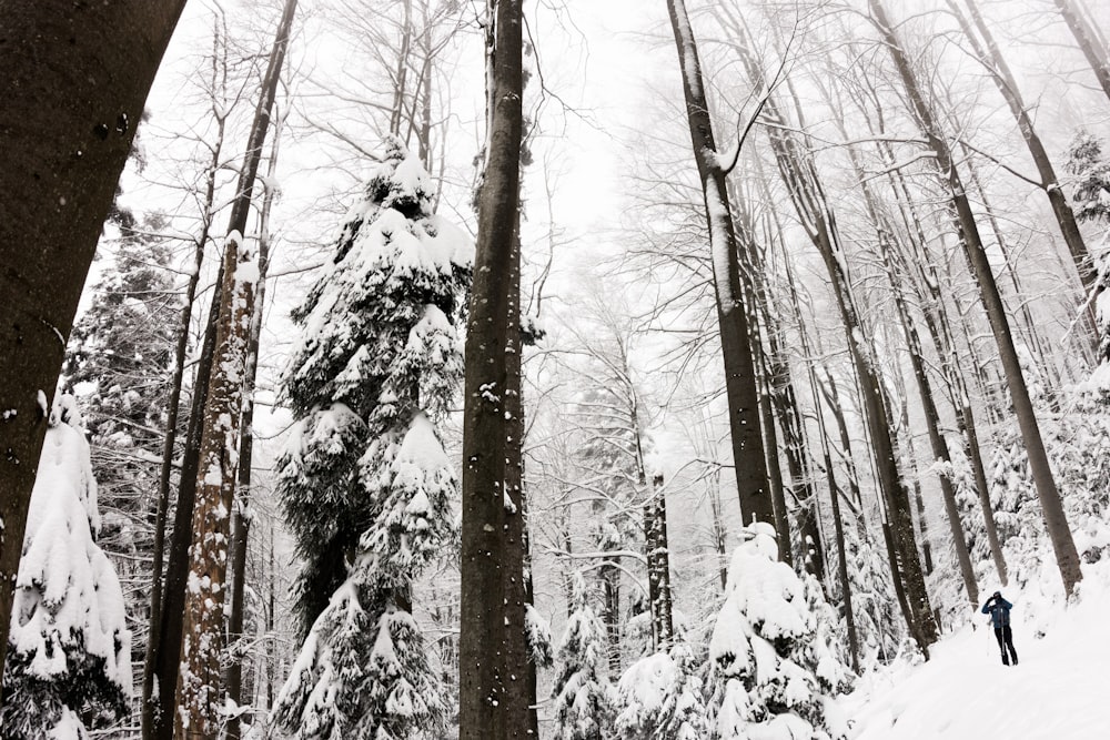 trees covered in snow