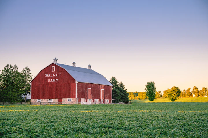 Livestock barn on a walnut farm