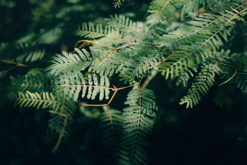 Photo de plante de fougère