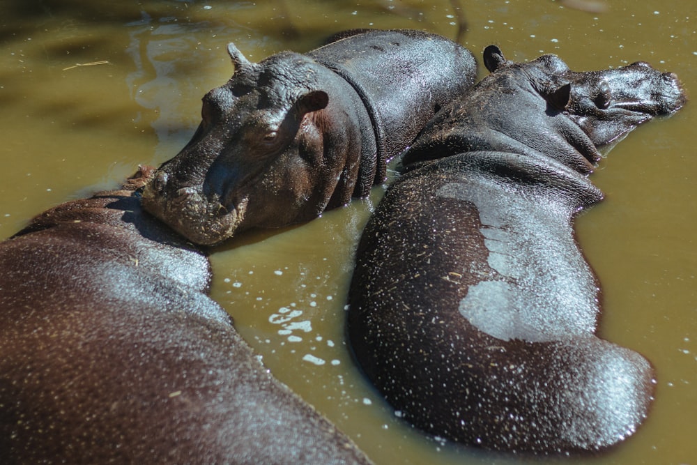 Três hipopótamos no corpo de água