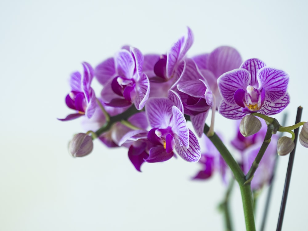 shallow focus photography of purple flowers